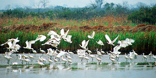 1_5_5_5-Mai-Po-Nature-Reserve_03.jpg