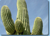 pic_deserts01.jpg